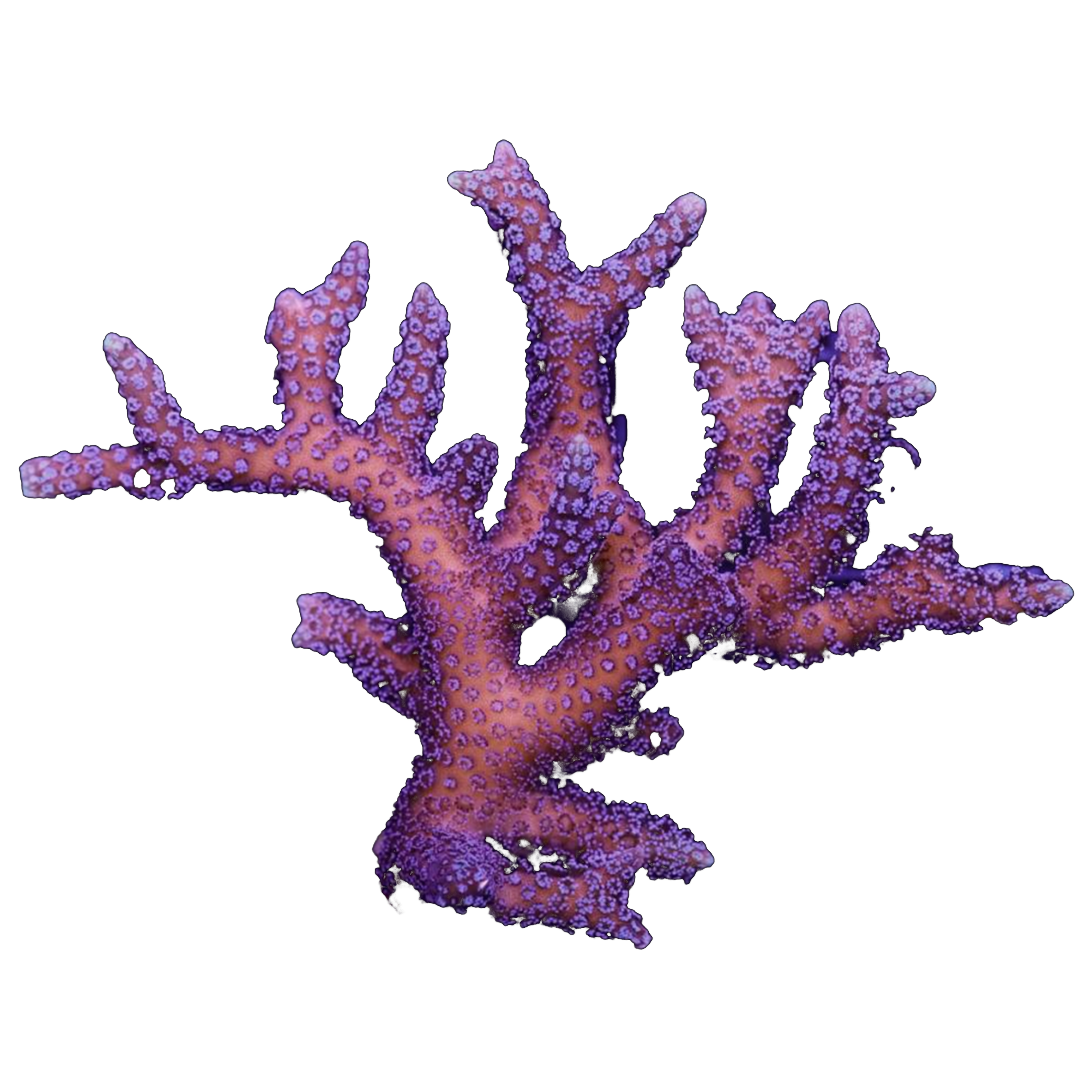 Portfolio Image 5